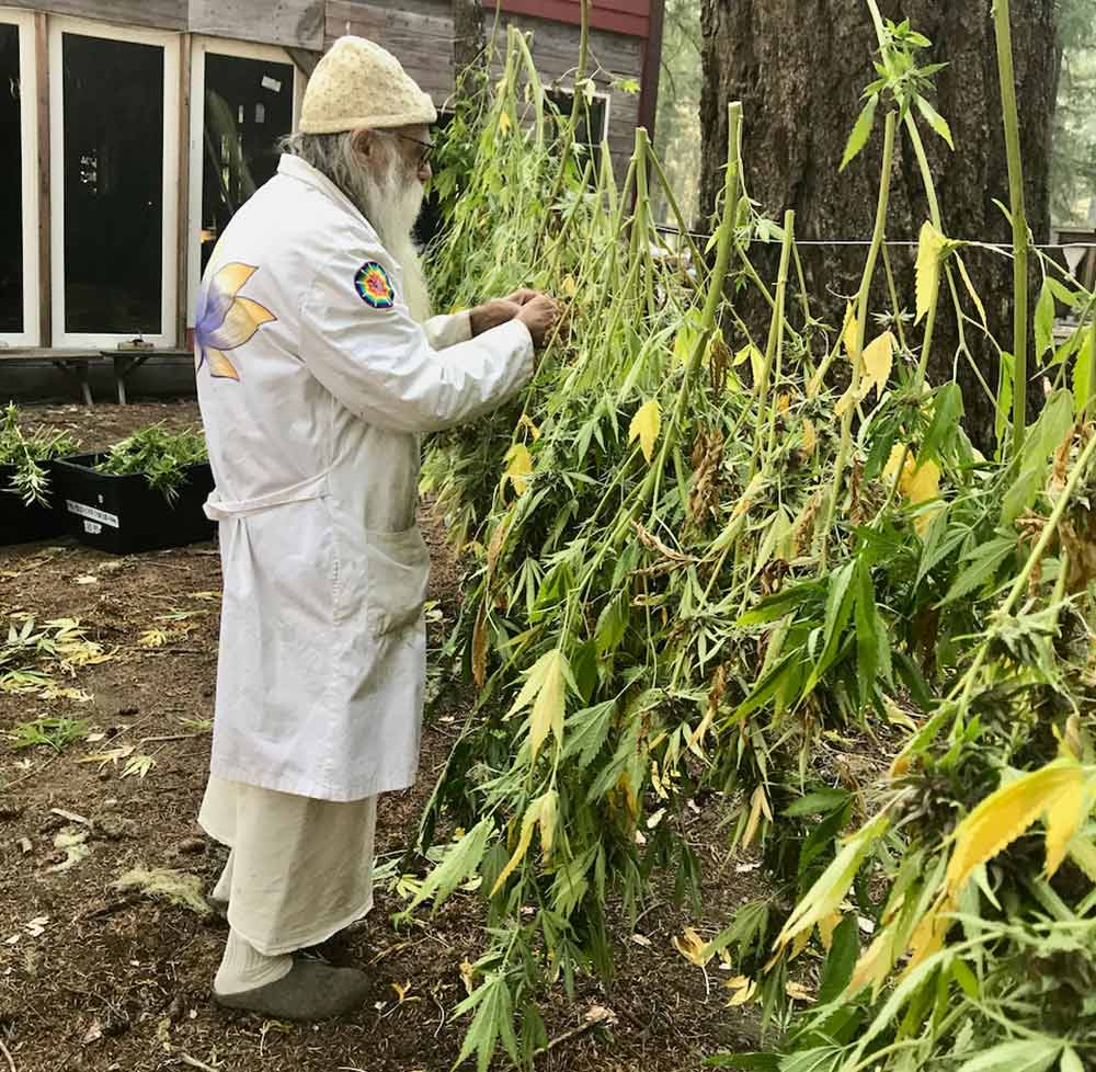 Swami cleans cannabis plants