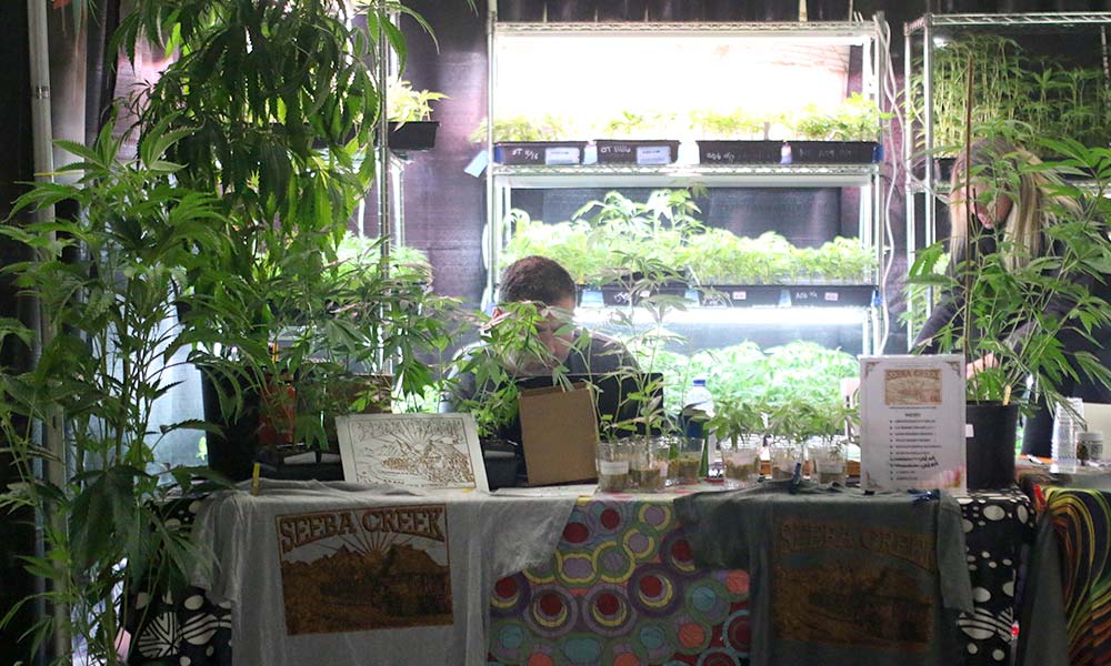 The Seeba Creek booth at the 2022 Emerald Cup Harvest Ball. 