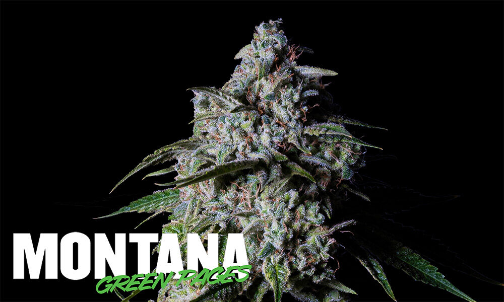 Montana's Best Dispensaries