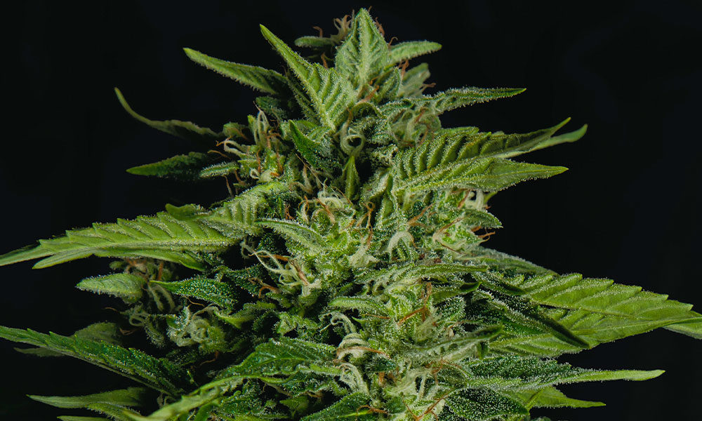 photo of Royal Queen Seeds Launches F1 Hybrid Seeds image