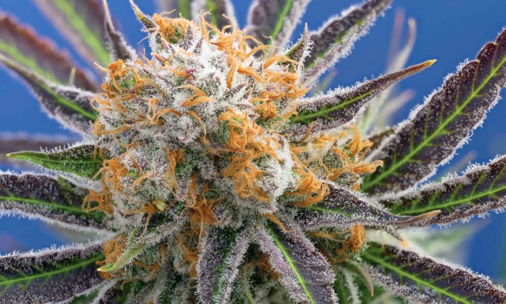 photo of The Main Strain: Magnum PI by TreeHawk Farms image