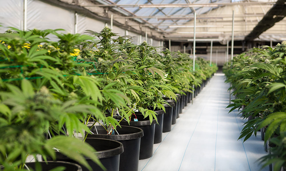 Cannabis Arrests Down as DEA Seizes Six Million Plants in 2022