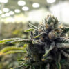 Minnesota Legalizes Adult Use Cannabis