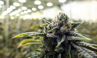 Minnesota Legalizes Adult Use Cannabis