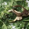 Decline in Federal Cannabis Prisoners