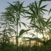 Facts About Hemp