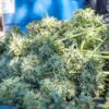 Northern California's Cannabis Problems