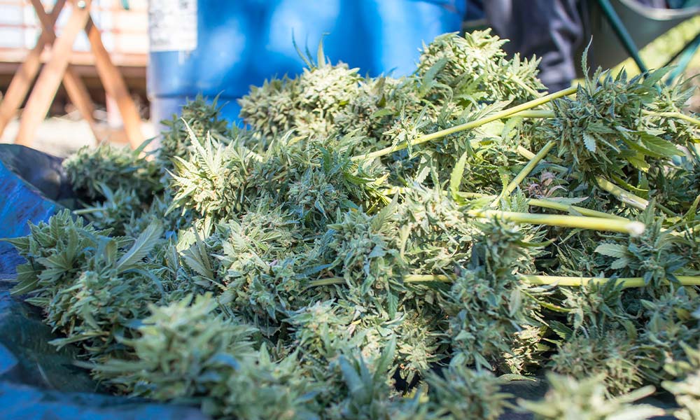 Northern California’s Cannabis Struggles Continue