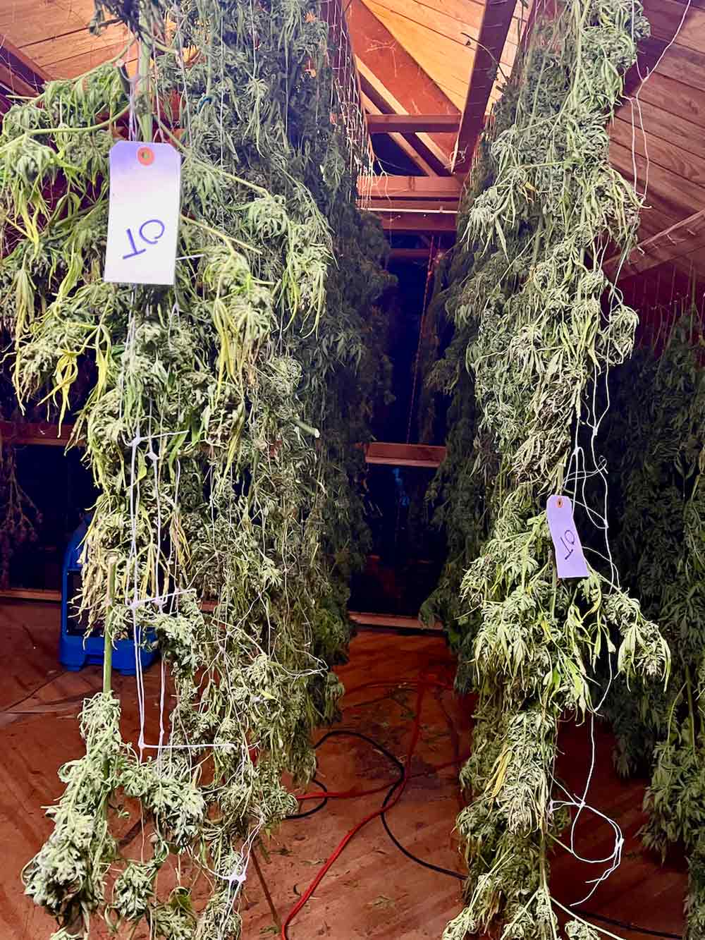 Winterize a Cannabis Farm drying bud