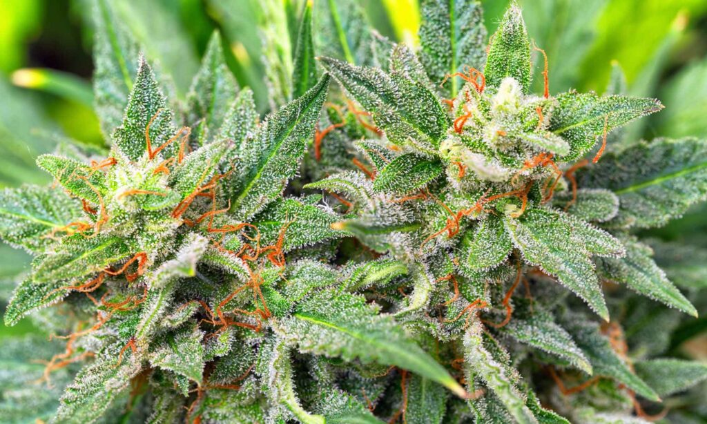 Week in Review: Senate Democrats Reintroduce Federal Cannabis Legalization Bill