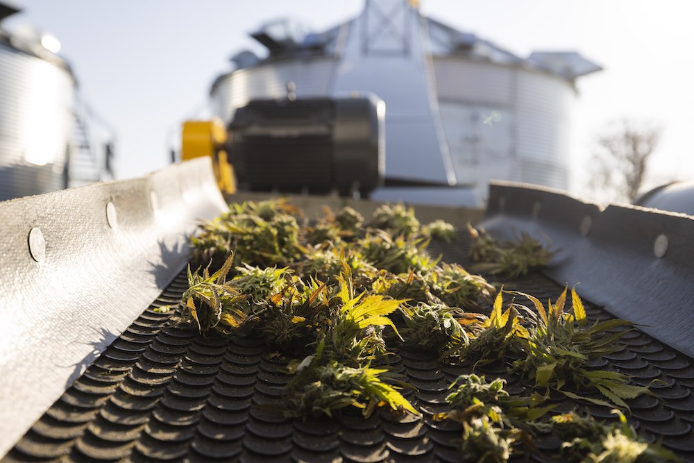 Lume cannabis harvest