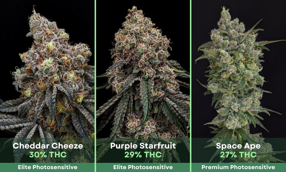 Phylos strains