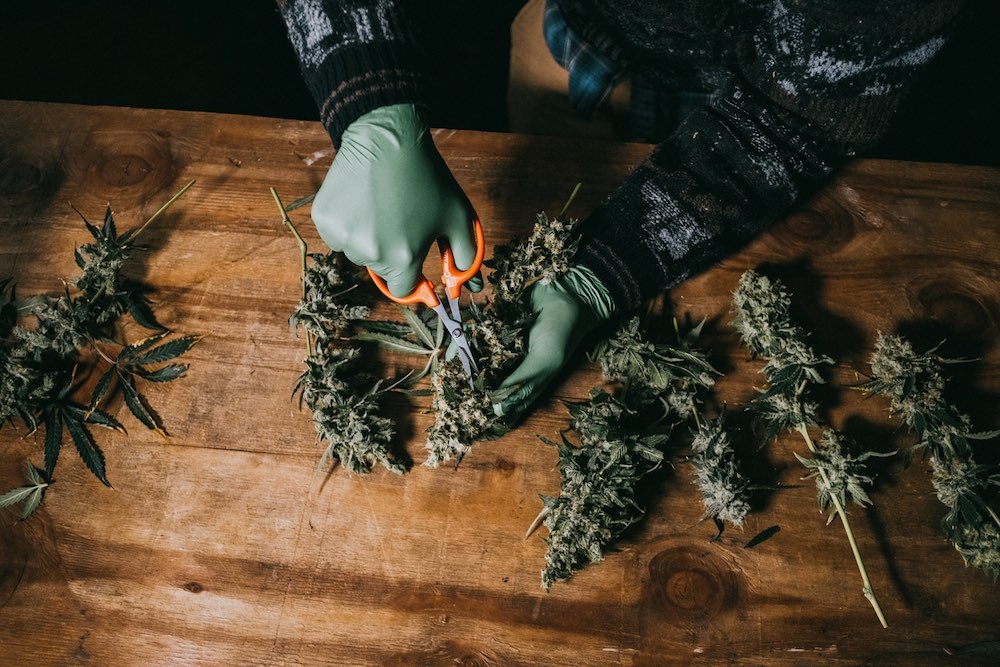 trimming weed at home