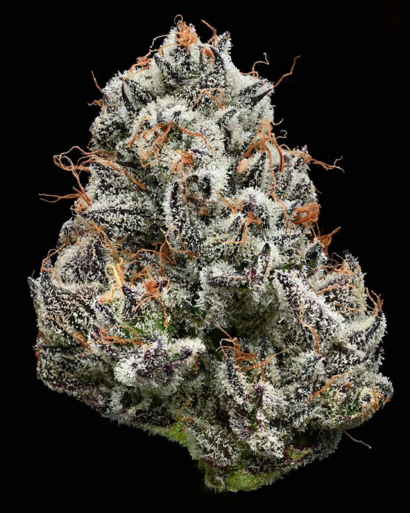 Black Cherry Gushers cannabis strain