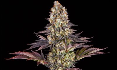 barney's farm gelato 45