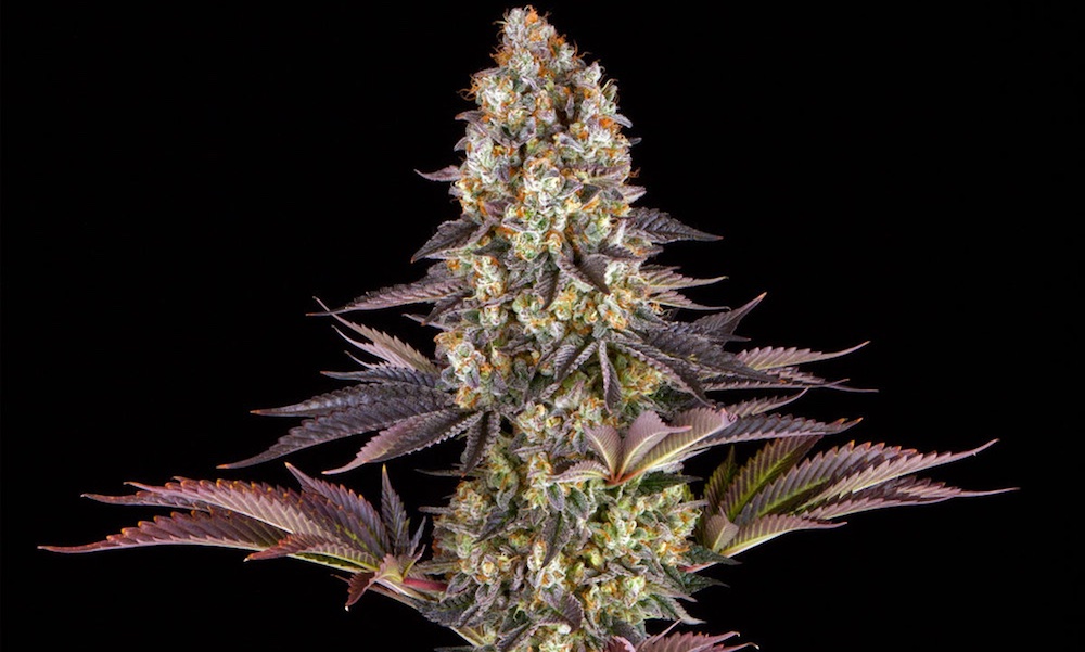 barney's farm gelato 45