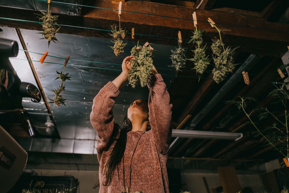 woman hanging cannabis to dry