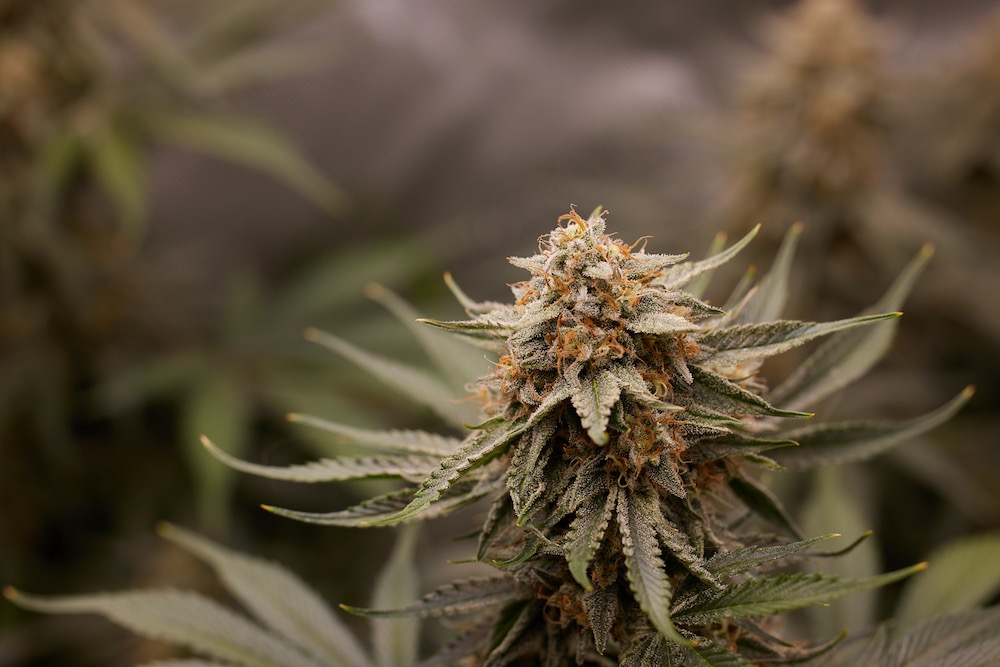 Humboldt Seed Co cannabis bud