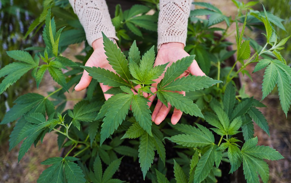homegrown cannabis