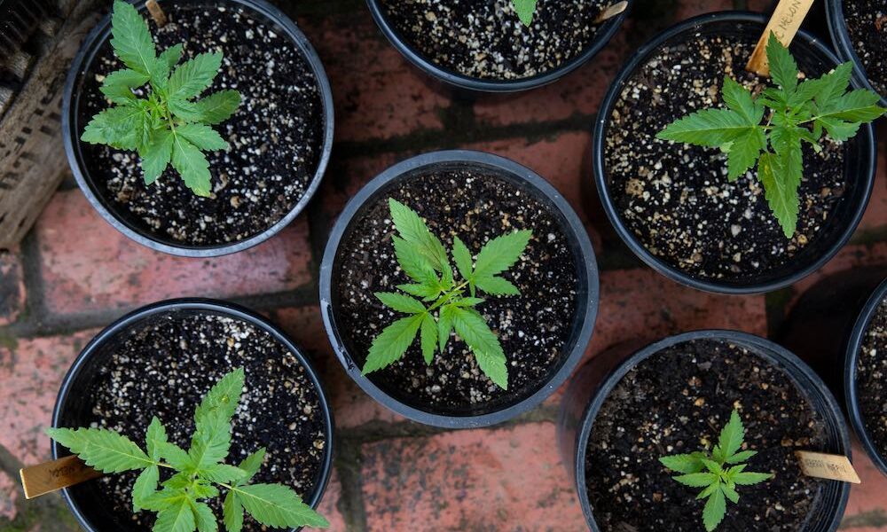 cannabis pots and plants