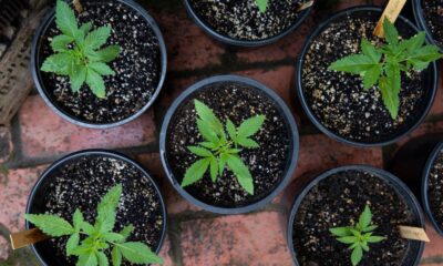 cannabis pots and plants