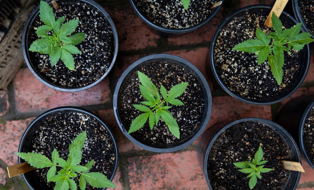 cannabis pots and plants