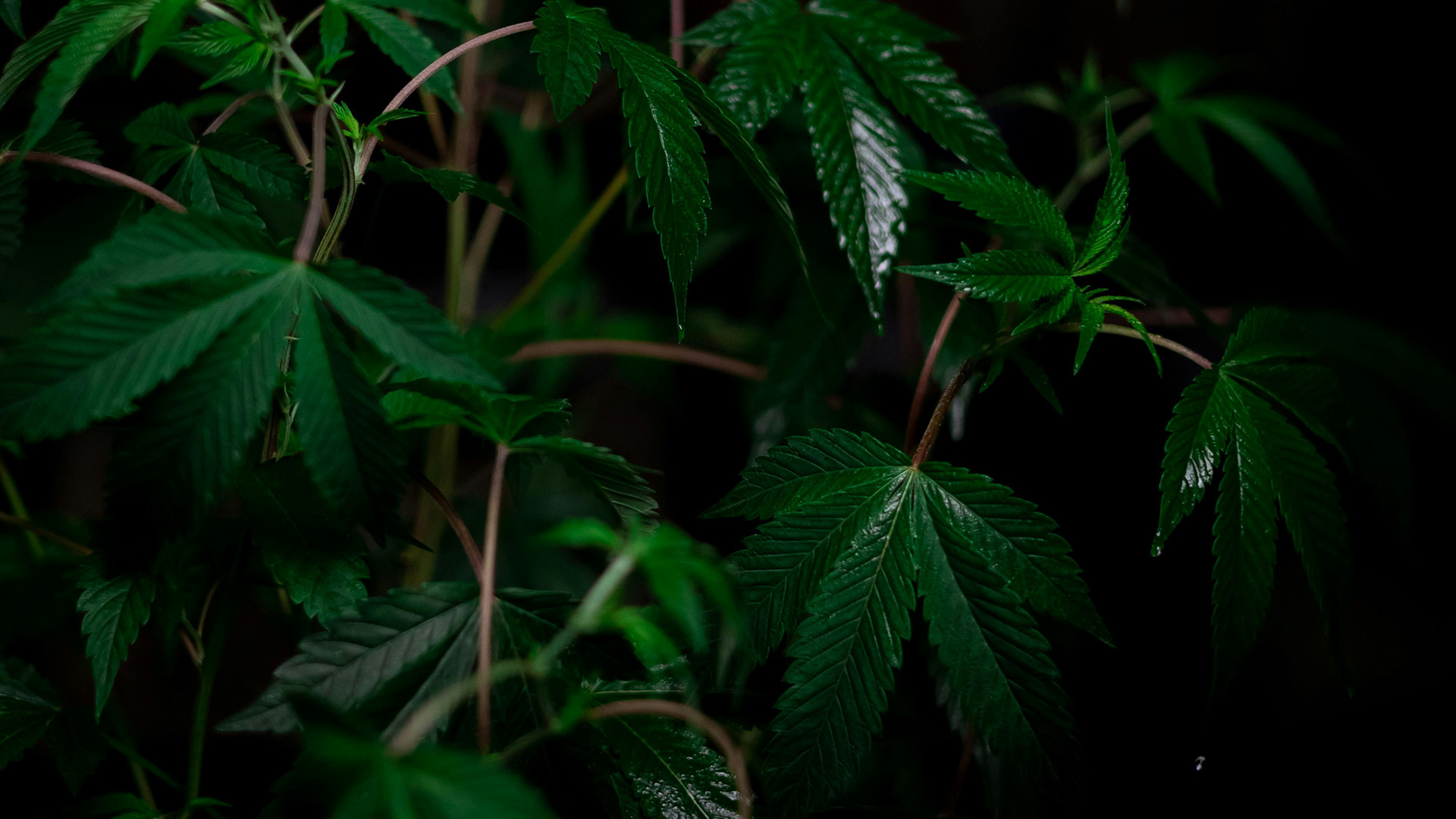 How Does Czechia’s Proposed Cannabis Legalization Compare To Other National Models?
