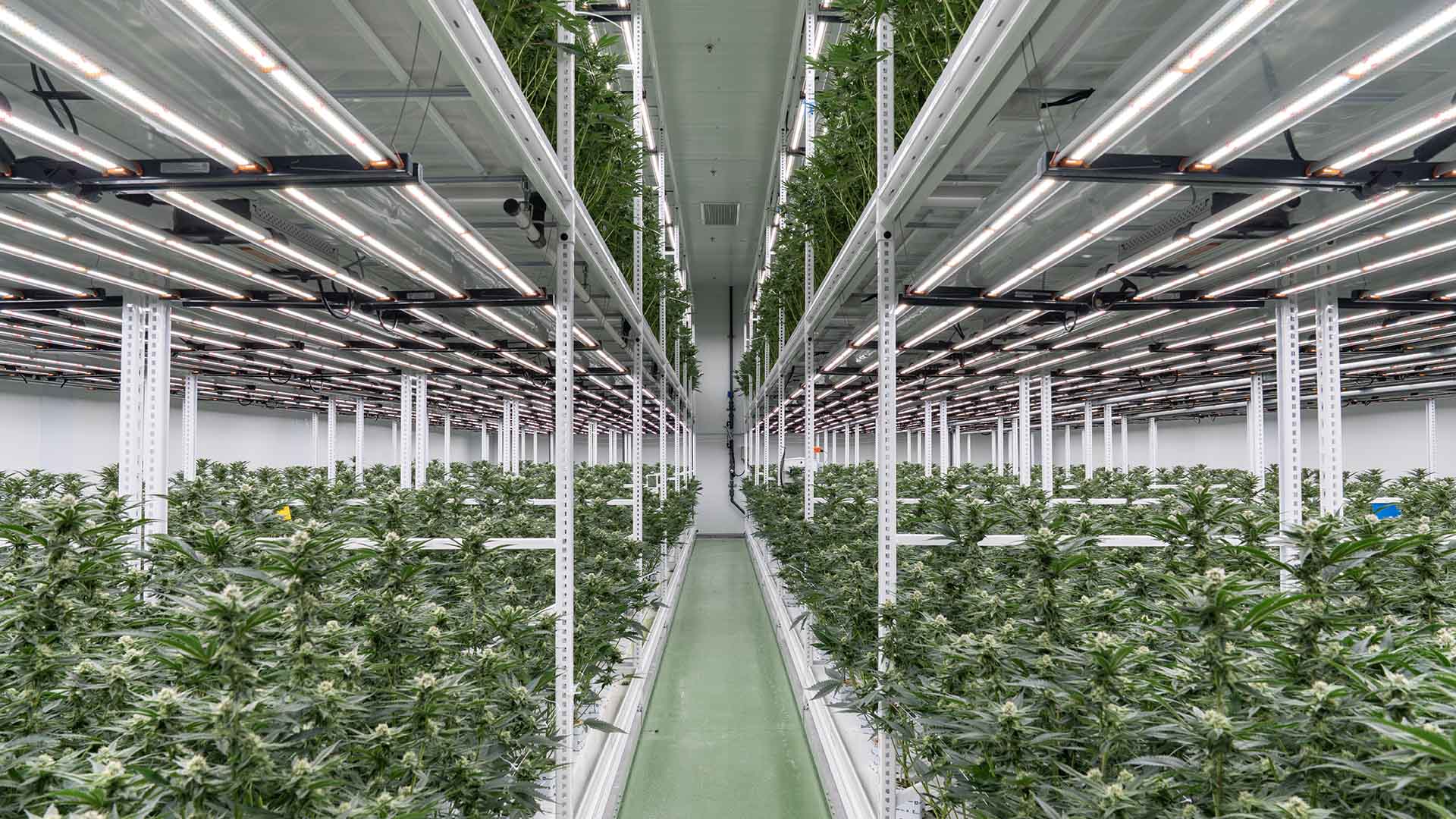 Trichome Israel: Inside Job