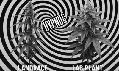 HypnoSeeds