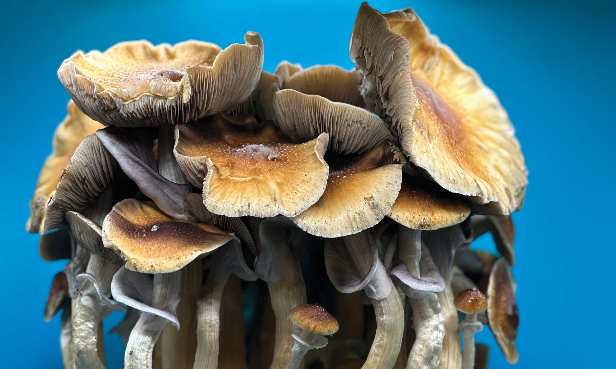 The Psychedelic Renaissance Begins (Again)