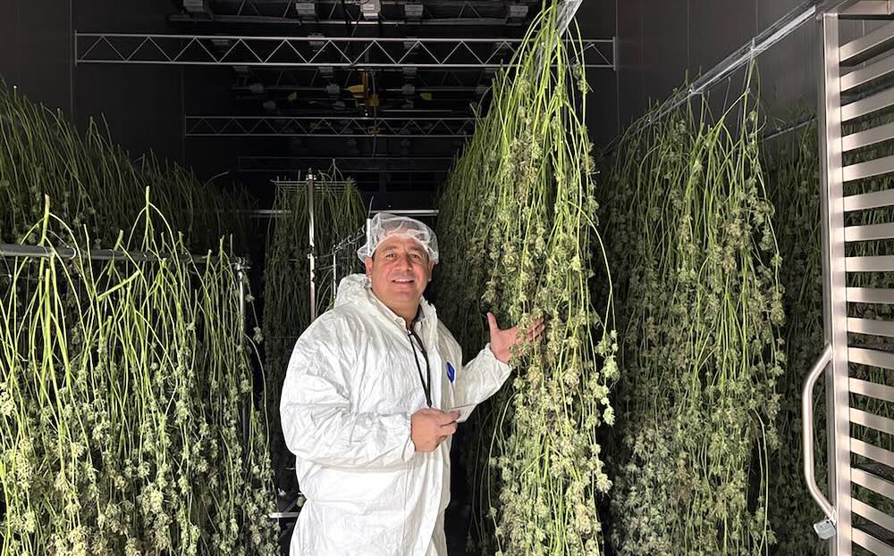 Q&A: Sensi Brands CEO Tony Giorgi on Market Leadership, Culture and Global Expansion