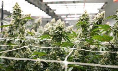 GrowGeneration cannabis buds