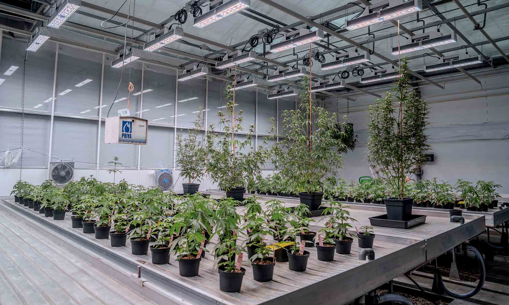 The World’s First AI-Driven Cannabis Seed-Sorting System Is…