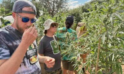 Benjamin Lind and Ed Rosenthal at Wild Leaf Farm
