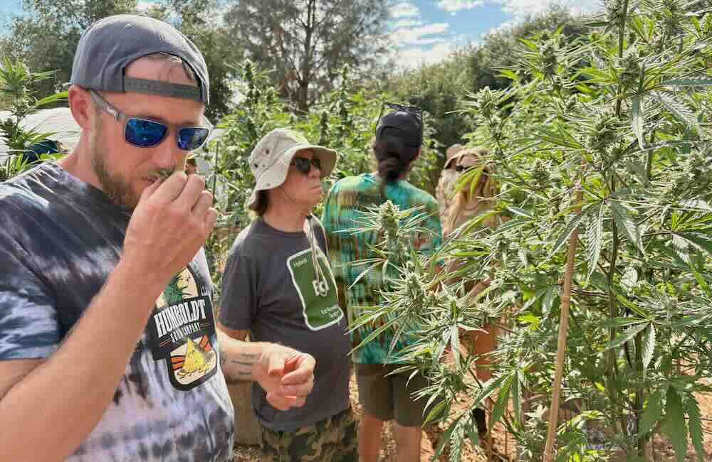 Benjamin Lind and Ed Rosenthal at Wild Leaf Farm