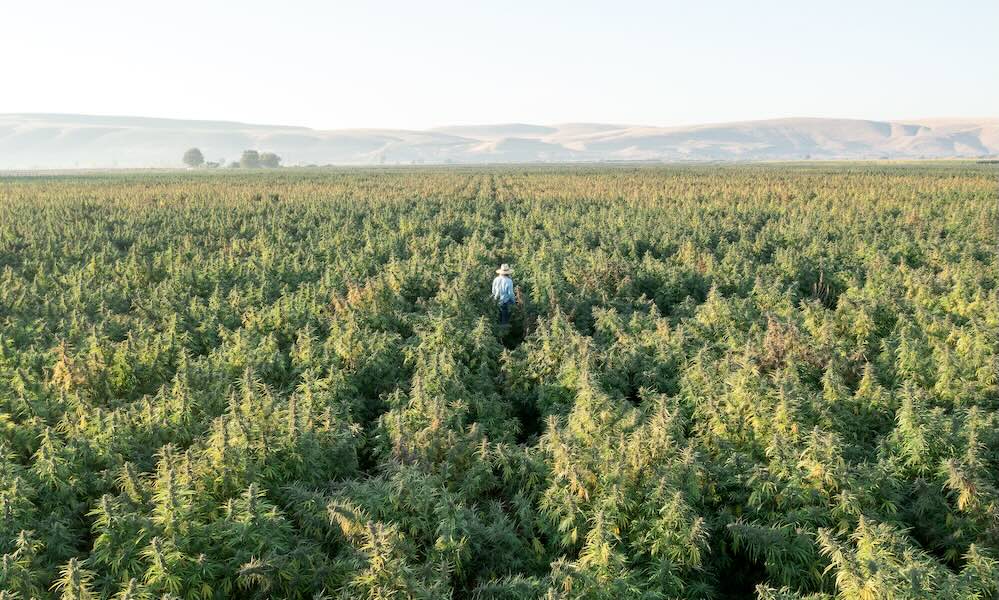 True Terpenes team walking through a cannabis field