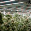 Grow Generation cannabis grow