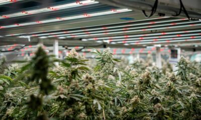 Grow Generation cannabis grow