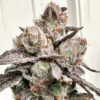Triangle Kush strain by Aficionado Seeds