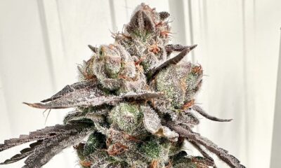 Triangle Kush strain by Aficionado Seeds